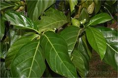 Morinda citrifolia